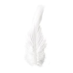 Plume de coq, 10-15 cm, 3 g, crème