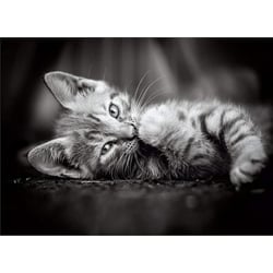 Puzzle petit chat gris couche 1000 pieces - collection animaux - clementoni - 39950