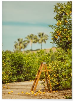 Affiche Lemon Trees | A3 : 29,7x42cm