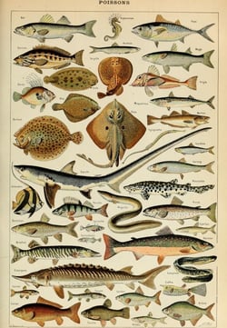 Puzzle 1000 pièces - Illustration du Larousse pour Tous : Poissons, XIXè Siècle - Grafika