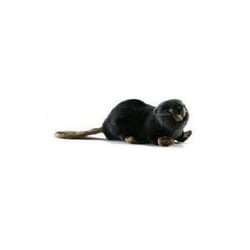 Castor couche 22cm - Anima