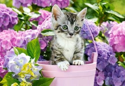 Puzzle 2D 1500 pièces - Chaton dans le Pot - Castorland