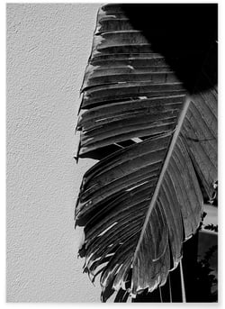 Poster Palmier noir et blanc 2 | A3 : 29,7x42cm