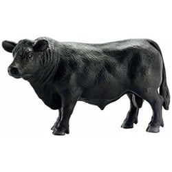 Taureau Angus