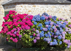 Puzzle 500 pièces Hortensia en Bretagne - Alipson