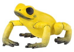 Figurine Grenouille équatoriale jaune - Papo