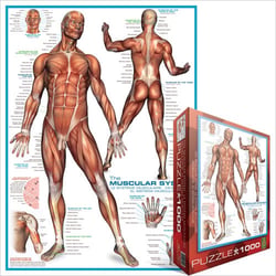 Puzzle 1000 pièces - Système musculaire - Eurographics