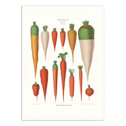 Affiche 30 x 40 cm - Carrots (1876) By Ernst Benary