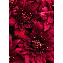 Tableau sur toile fleurs vives 45x65 cm