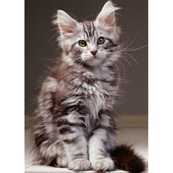 Puzzle le chaton maine coon 1000 pièces - collection tendresse, animaux - nathan - 00923