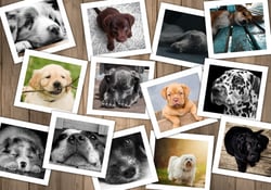 Puzzle 1000 pièces - Chiens - Grafika