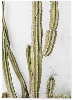 Poster nature Cactus | A3 : 29,7x42cm