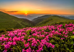 Crépuscule Rose