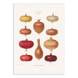 Affiche 50 x 70 cm -  Onions 2 (1876) By Ernst Benary