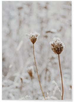 Poster Nature Winter 3 | A3 : 29,7x42cm