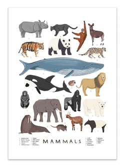 Affiche 50 x 70 cm -  Mammals - Alex Foster