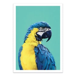 Affiche 30x40 cm - Macaw Parrot in Blue - Gal Design