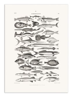 Affiche 30 x 40 cm - Sealife I - Oliver Goldsmith
