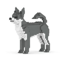 Chien Chihuahua gris Taille standard | JEKCA | 14 ans et +