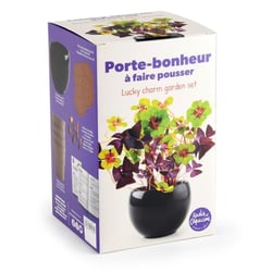 Kit trèfle porte bonheur