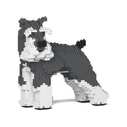 Chien Schnauzer Moyen qui tourne la tête gris et blanc Taille standard | JEKCA | 14 ans et +