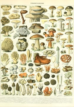 Puzzle 1000 pièces - Illustration du Larousse : Champignons, XIXè Siècle - Grafika