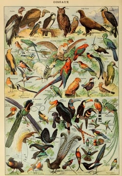 Puzzle 1000 pièces - Illustration du Larousse pour Tous : Oiseaux, XIXè Siècle - Grafika