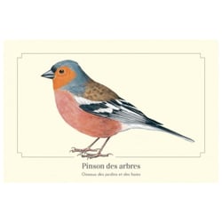 Longue vue editions - Pinson des arbres - Carte postale pédagogique