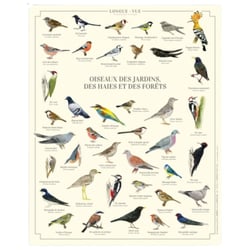 Longue vue editions - Oiseaux des jardins, des haies et des forêts - Affiche 24 x 30 cm
