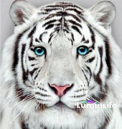 Diamond Painting Broderie Diamant LUMINLIFE 40x50cm, 100% strass, diamants ronds - Tigre blanc