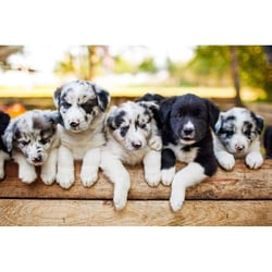 Puzzle 1000 Pièces Chiot Border Collier - Alize Group