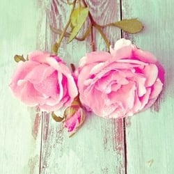 Lot de 4 serviettes en papier découpage collage 33 cm ROSE FOND VERT F 401