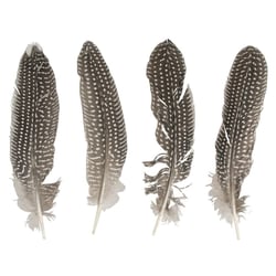 Plume de pintade, 20-22cm, 4pces