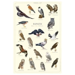Longue vue editions - Rapaces - Affiche 40 x 60 cm