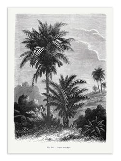 Affiche 30 x 40 cm - Vintage Palm Tree Drawing V - Les Palmiers Histoire
