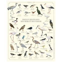 Longue vue editions - Oiseaux des plages, des mers et des marais - Affiche 24 x 30 cm