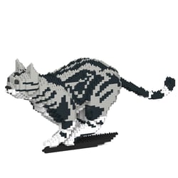 Chat American Shorthair qui court | JEKCA | 14 ans et +