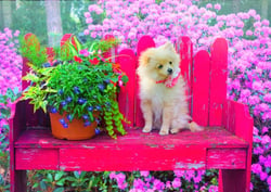 Puzzle 500 pièces - Puppy in the Colorful Garden - Bluebird Puzzle