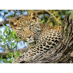 Puzzle les yeux du léopard - 500 pièces - collection animaux sauvage - nathan - 871315