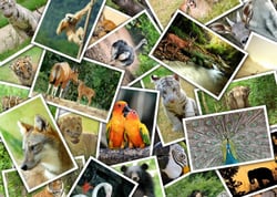 Puzzle 500 pièces - Promenade au Zoo - Grafika