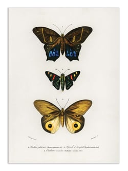 Affiche 30 x 40 cm - Different Types of Butterflies - Charles Dessalines