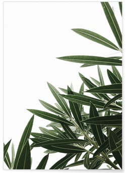 Poster Nature plante verte 1 | A3 : 29,7x42cm