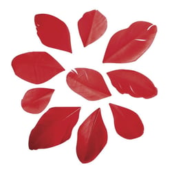 Plumes coupées, rouge classique, 5 - 6cm, 36 pces