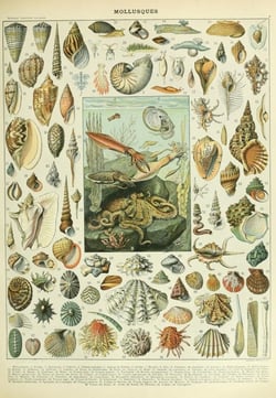 Puzzle 1000 pièces - Illustration du Nouveau Larousse Illustré : Mollusques, XIXè Siècle - Grafika