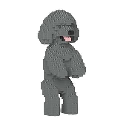 Chien Caniche Nain debout gris Taille standard | JEKCA | 14 ans et +