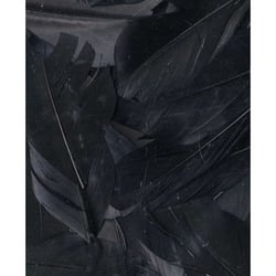 PLUMES NOIRES - 6 CM