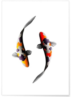 Poster Carpes Koi | A3 : 29,7x42cm