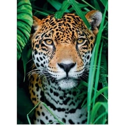 Puzzle jaguar dans la foret 500 pieces - collection sauvages - clementoni - 35127