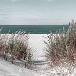 Tableau sur toile Plage et Roseaux 65x65 cm