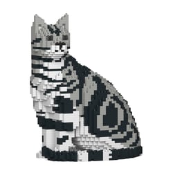Chat American Shorthair assis | JEKCA | 14 ans et +